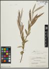 Foto von Salix alba L.